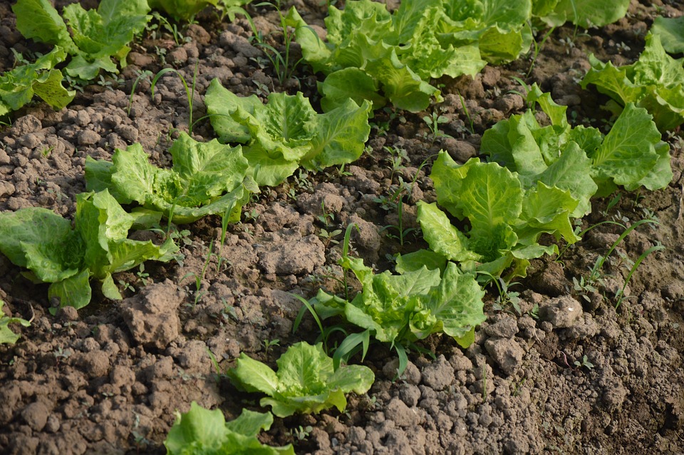 jardin legumes