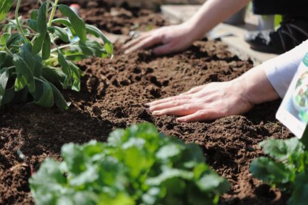 planter légumes